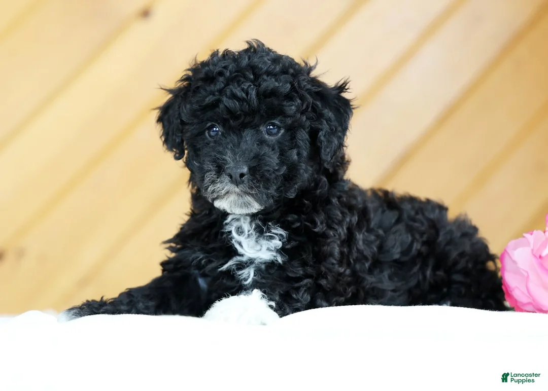 Toy Poodle dogs for sale: Blaire - Ad 4
