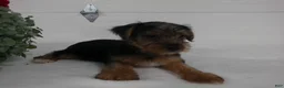 Yorkshire Terrier dogs for sale: Roscoe  - Ad 7