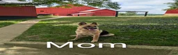 German Shepherd dogs for sale: Cash - Ad 22
