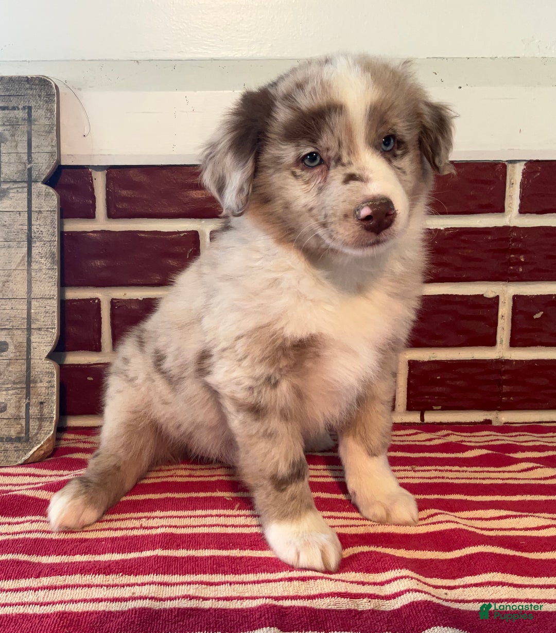 Mixed Breed dogs for sale: Sara - Ad 4