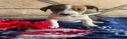 Jack Russell Terrier dogs for sale: Mango - Ad 3