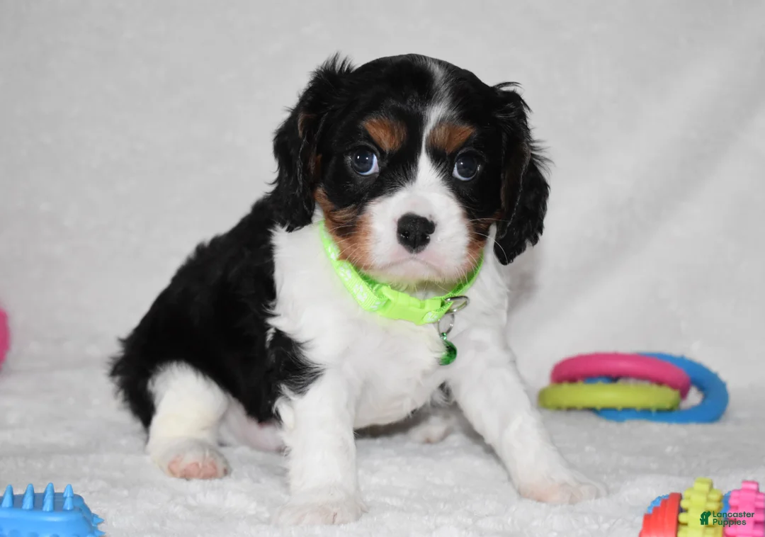 Cavalier King Charles Spaniel dogs for sale: Quinn - Ad 6