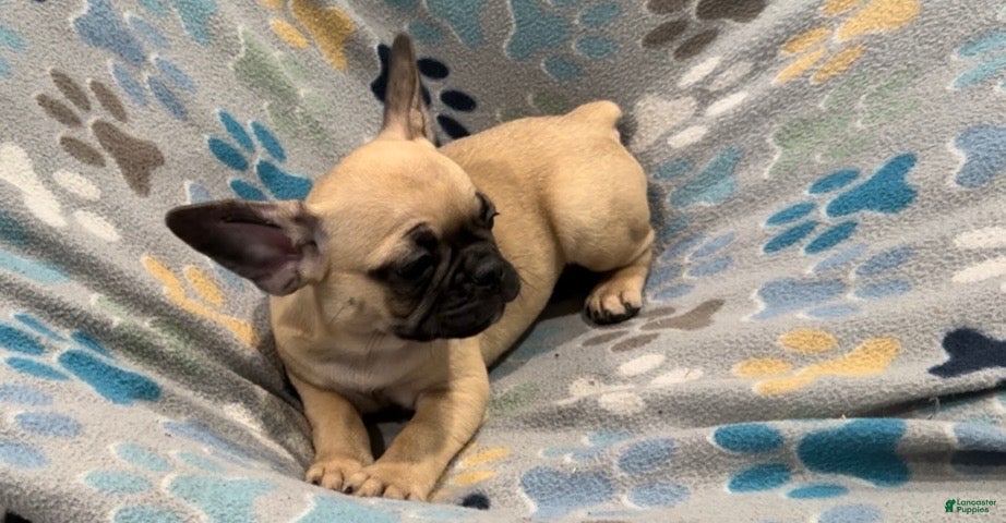 Frug dogs Hazel - Ad 10