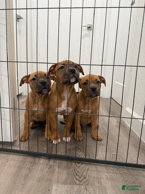American Bully dogs Puppy 4 Female - Ad 2