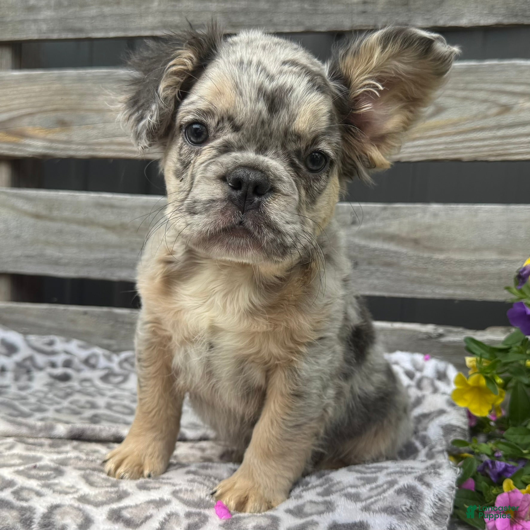 French Bulldog dogs Faron - Ad 2