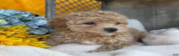 Toy Poodle dogs for sale: Ricky - Ad 4