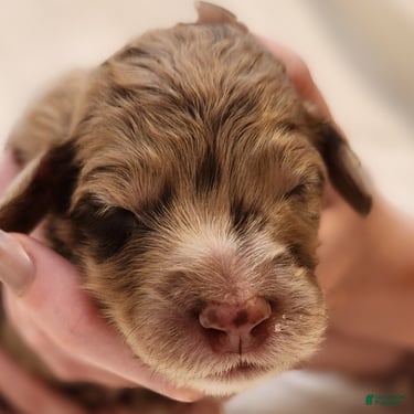 Mini Aussiedoodle dogs for sale: Ginger Female Red Merle with White Accents - Ad 3
