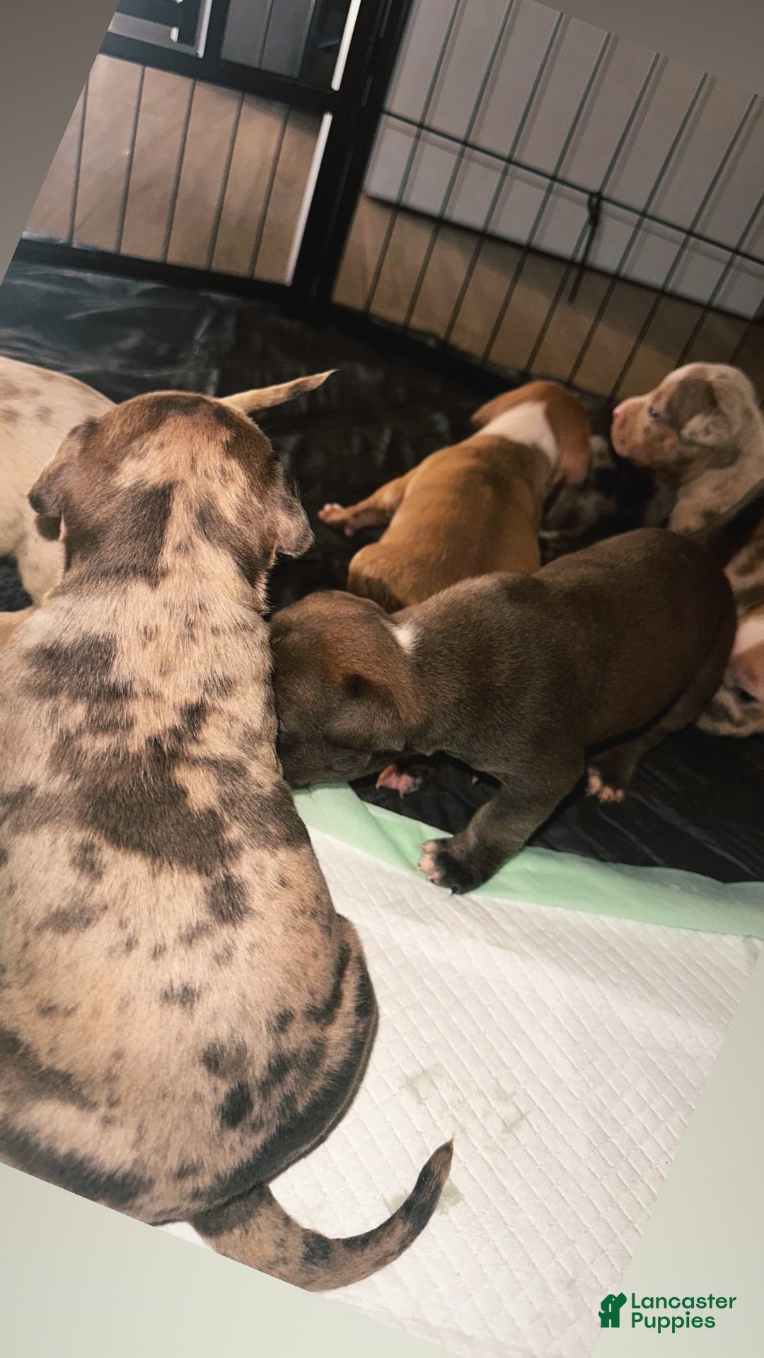 Gallery Image {{count}}