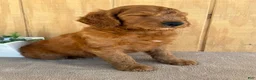 Goldendoodle dogs for sale: Goldie - Ad 19
