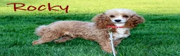 Cavapoo dogs for sale: Victoria - Ad 6