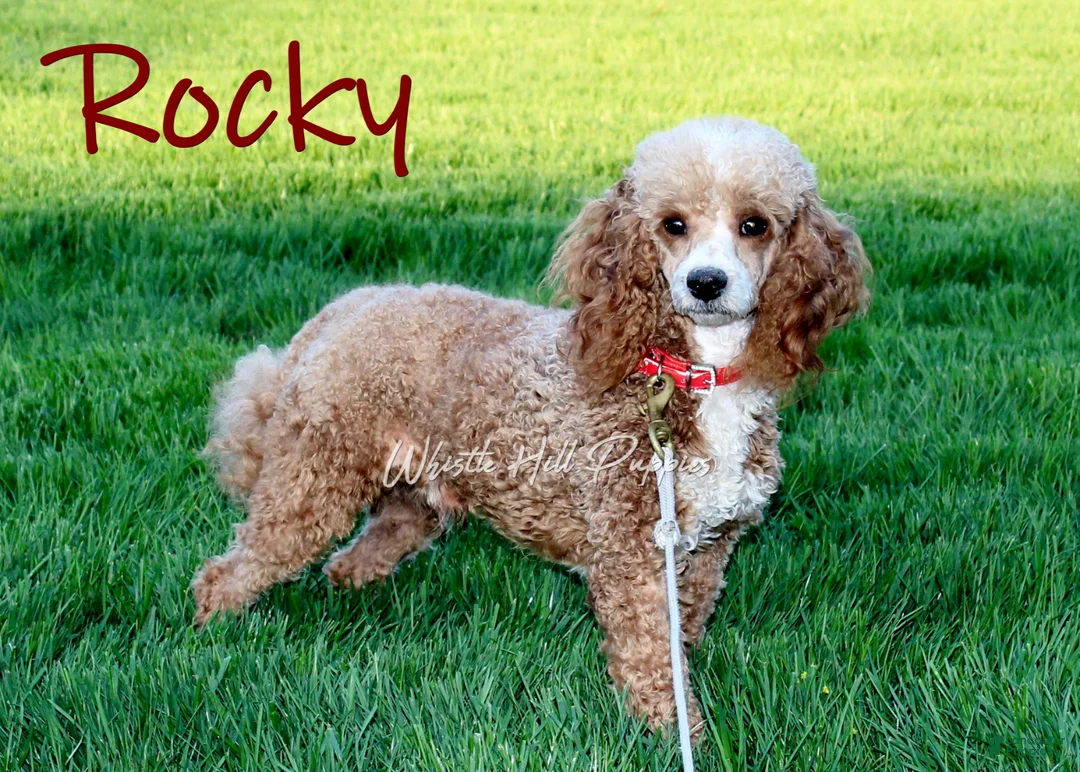 Cavapoo dogs for sale: Victoria - Ad 6