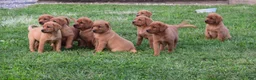 Labrador Retriever dogs for sale: Foxy - Ad 5