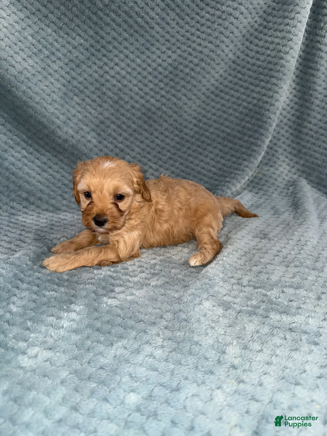 Cavapoo dogs for sale: Cavapoo Puppy 2 - Ad 6