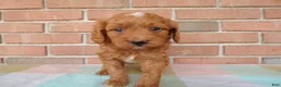 Cockapoo dogs for sale: Casper - Ad 3