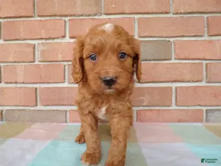 Cockapoo dogs for sale: Casper - Ad 1