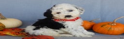 Sheepadoodle dogs for sale: Panda (medium) - Ad 35