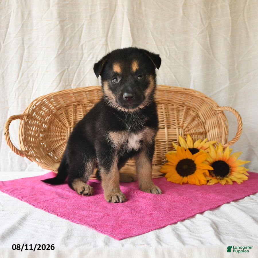 German Shepherd dogs Trista - Ad 2