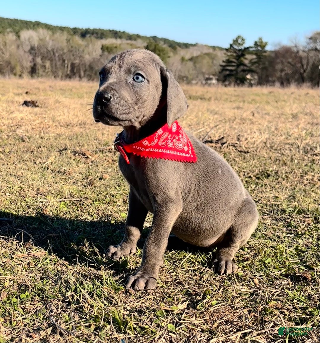 Great Dane dogs for sale: Solid Blue Female - Penny  - Ad 3