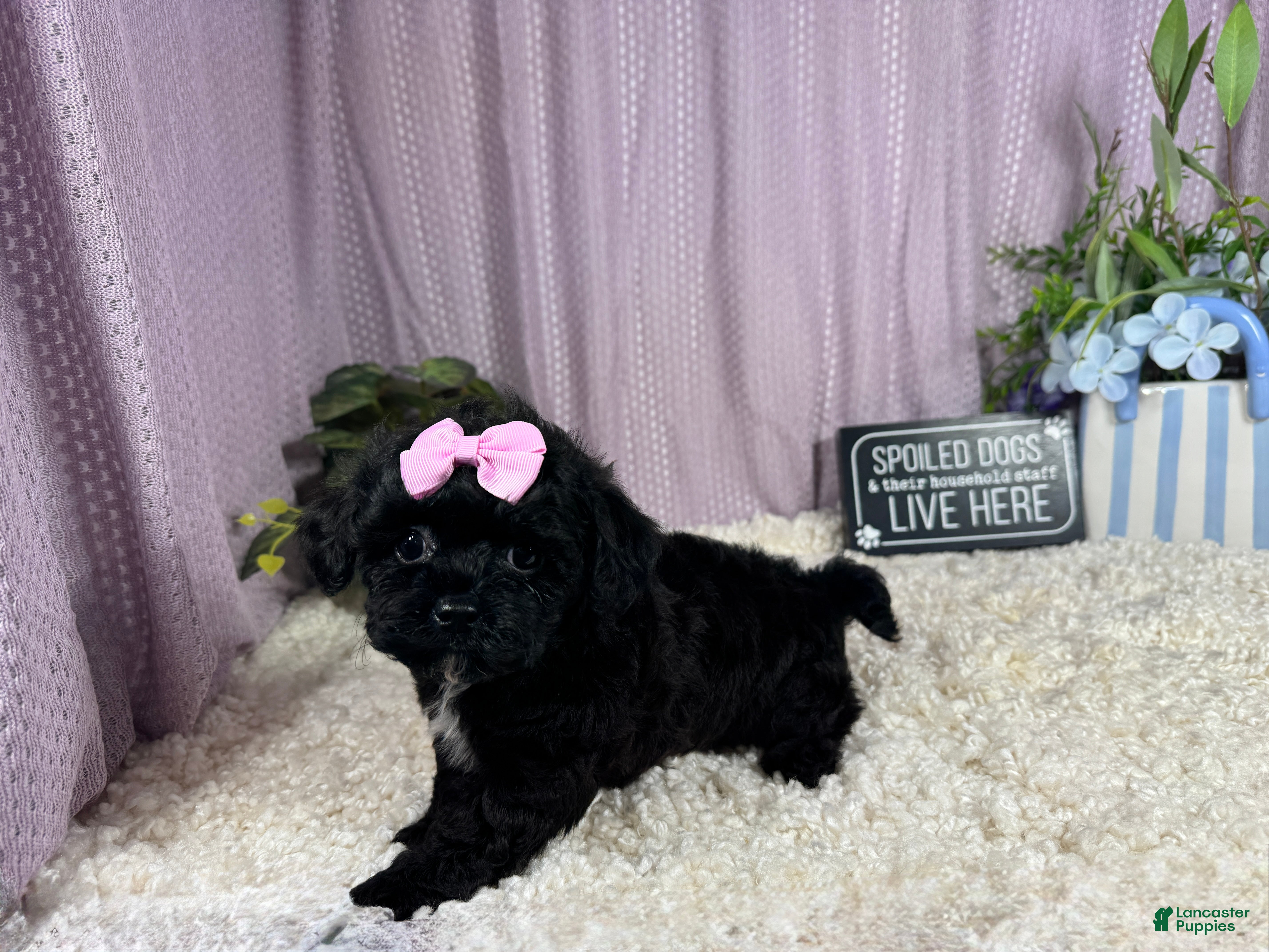 Shihpoo dogs Shihpoo 2 - Ad 42