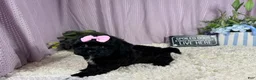 Shihpoo dogs for sale: Shihpoo 2 - Ad 1