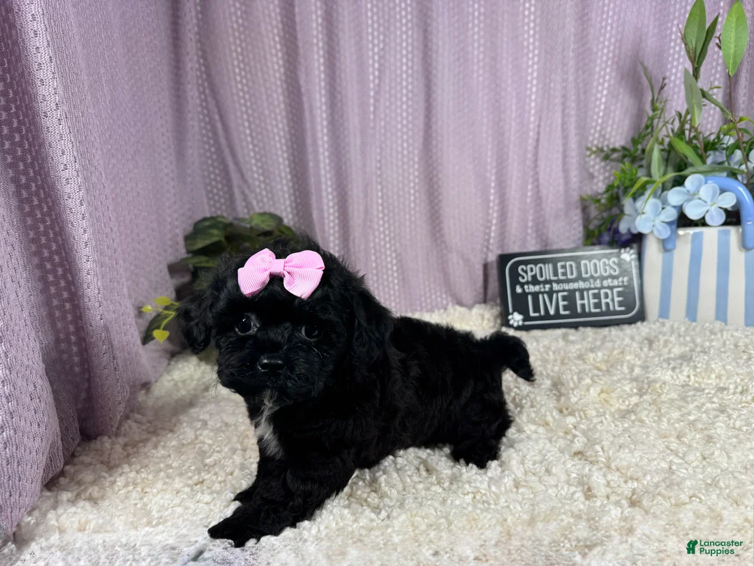 Shihpoo dogs for sale: Shihpoo 2 - Ad 1