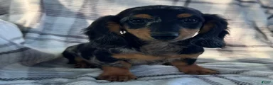 Duke