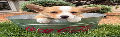 Gus