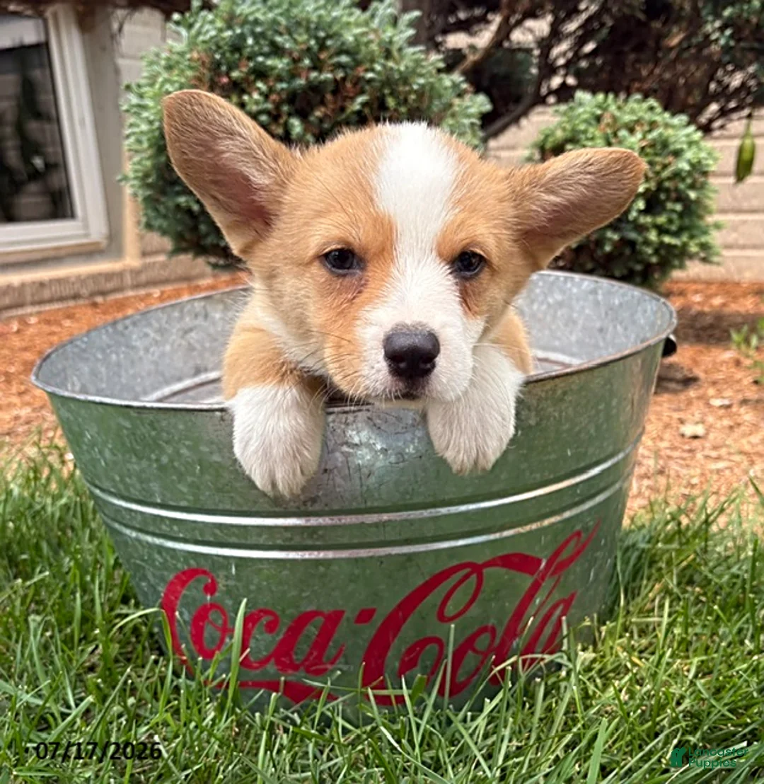 Welsh Corgi Pembroke dogs for sale: Gus - Ad 1
