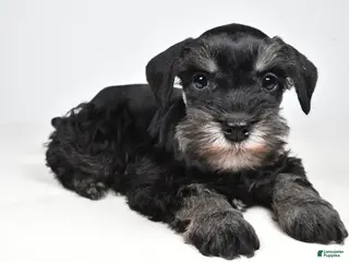 Miniature Schnauzer dogs for sale: Codi - Ad 3