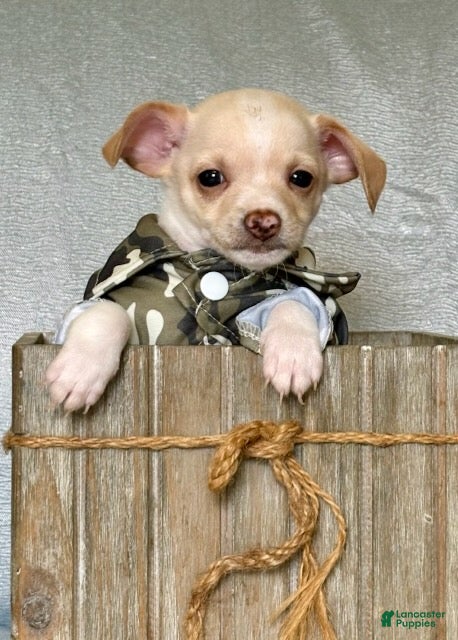 Chihuahua dogs Ranger - Ad 2