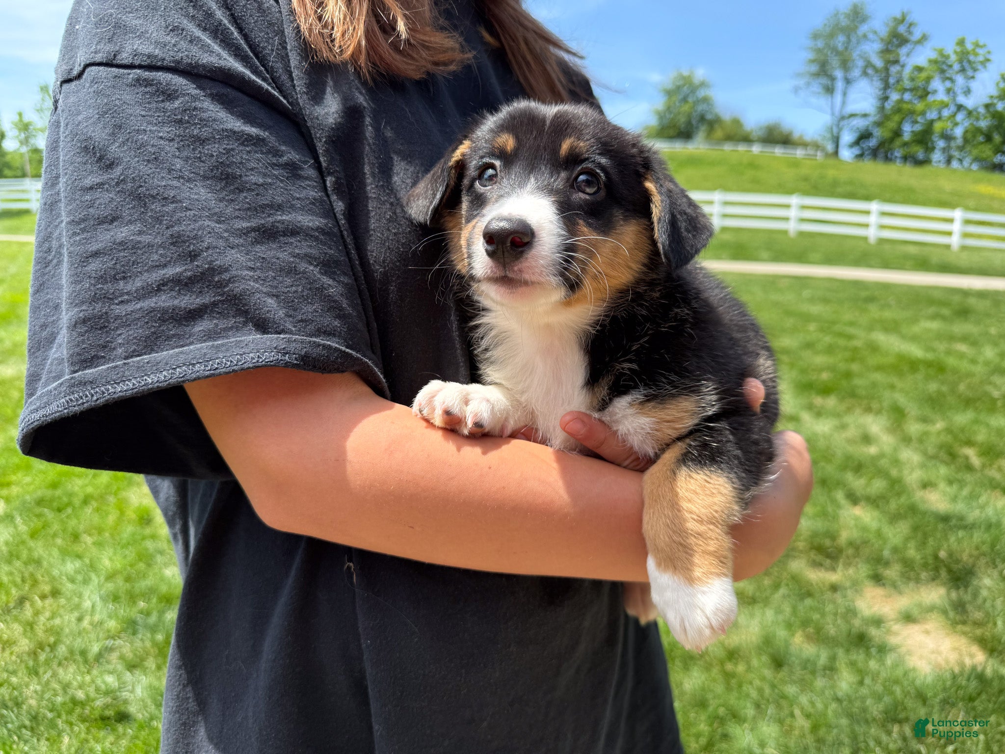 Mixed Breed dogs Winnie - Ad 2