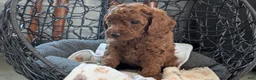 Toy Poodle dogs for sale: Wade - Ad 3