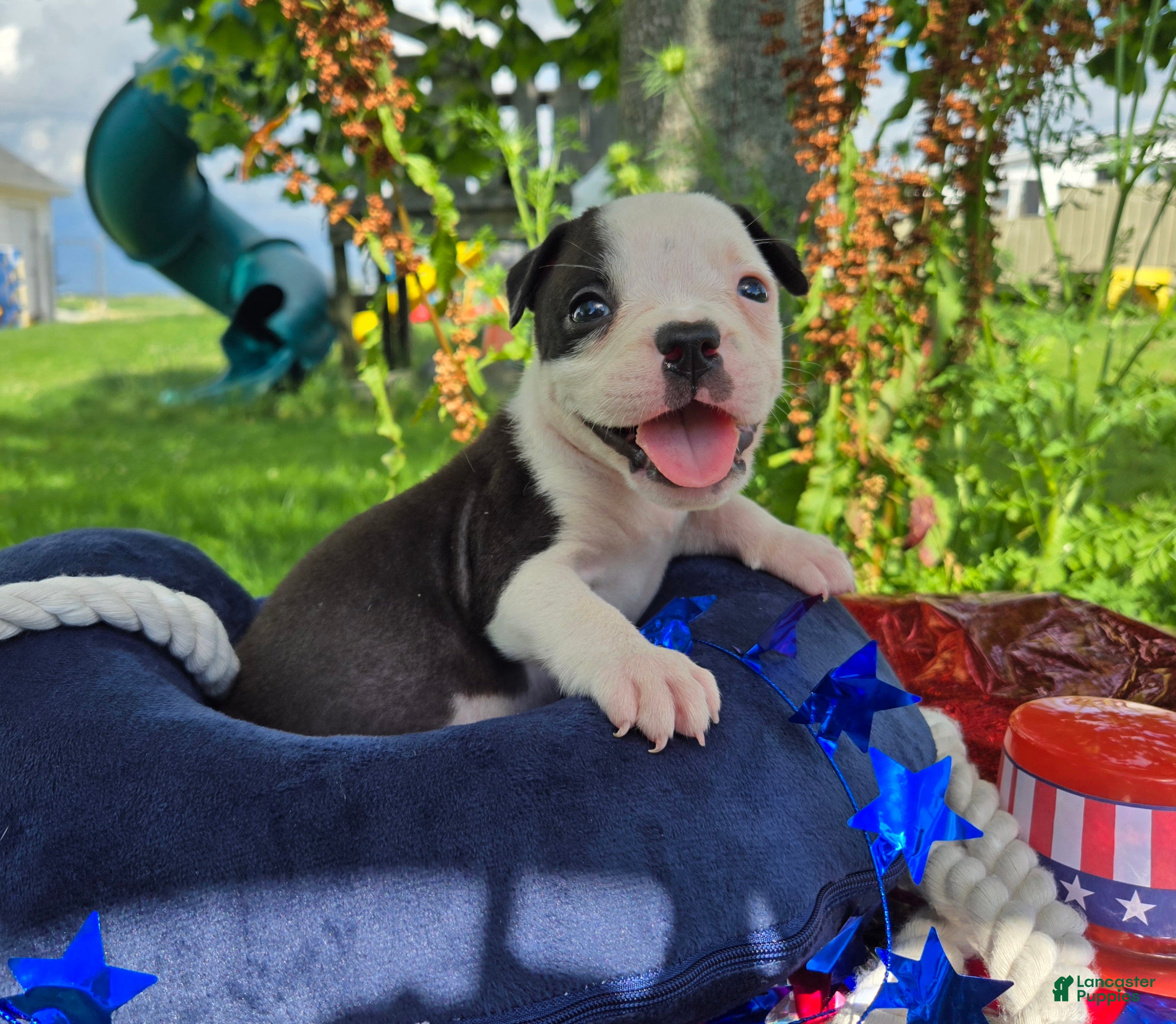 Olde English Bulldogge dogs Bonnie - Ad 2