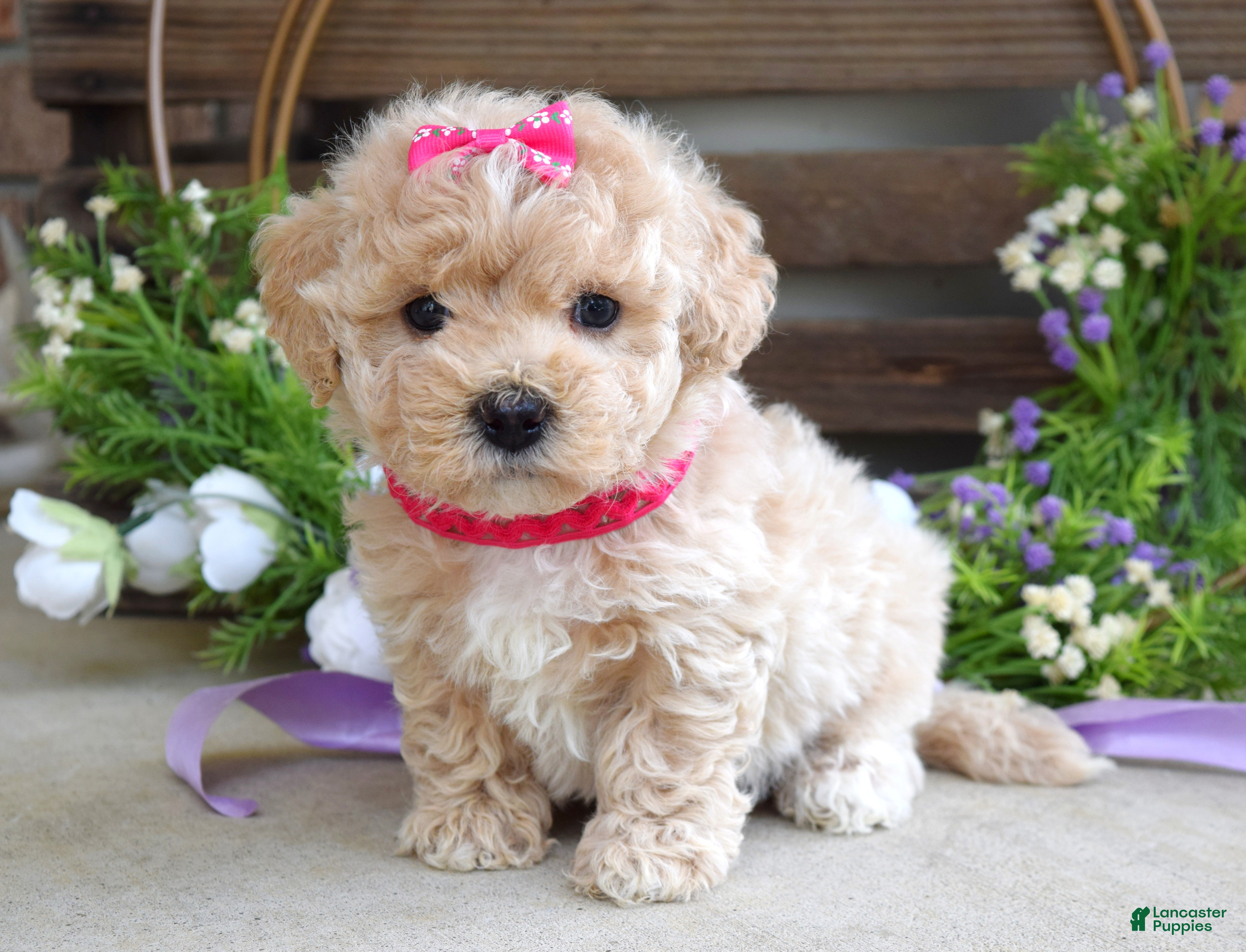 Maltipoo dogs Luna - Ad 2