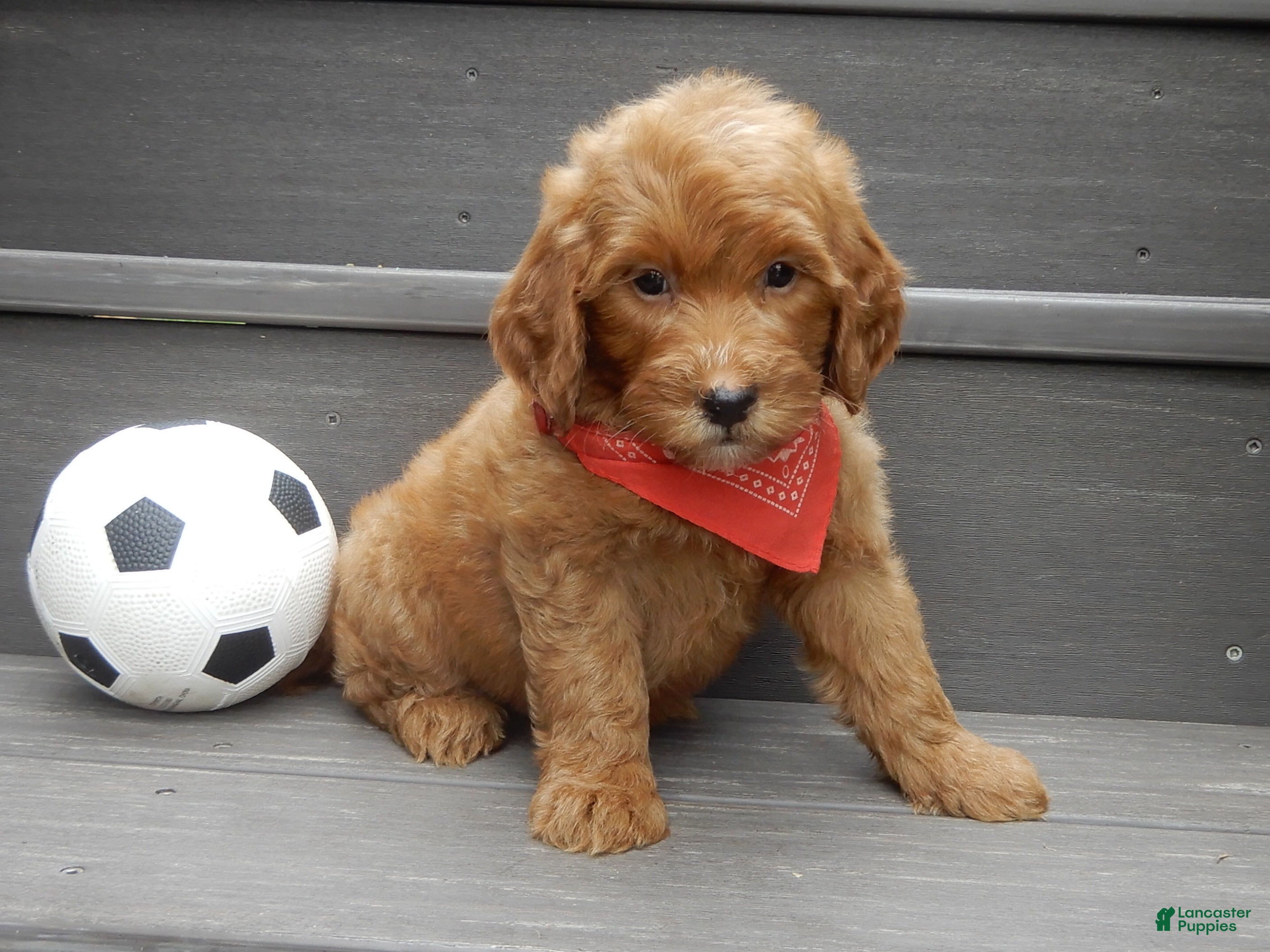 Mini Goldendoodle dogs Bingo - Ad 2