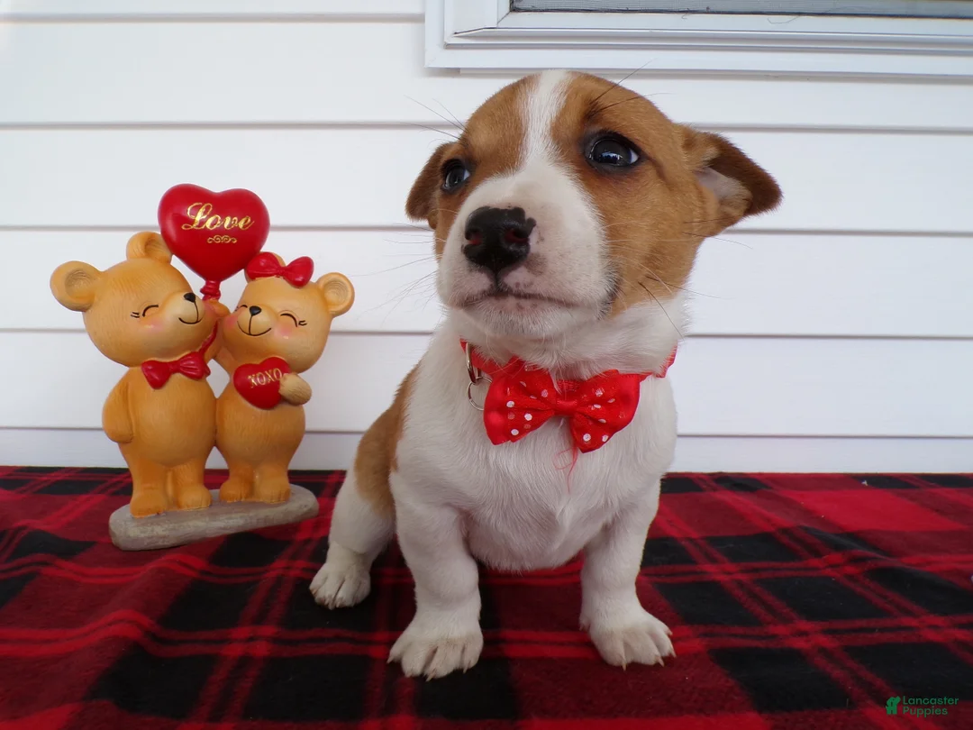 Jack Russell Terrier dogs for sale: Jack Russell Terrier Puppy 2 Trixie - Ad 3