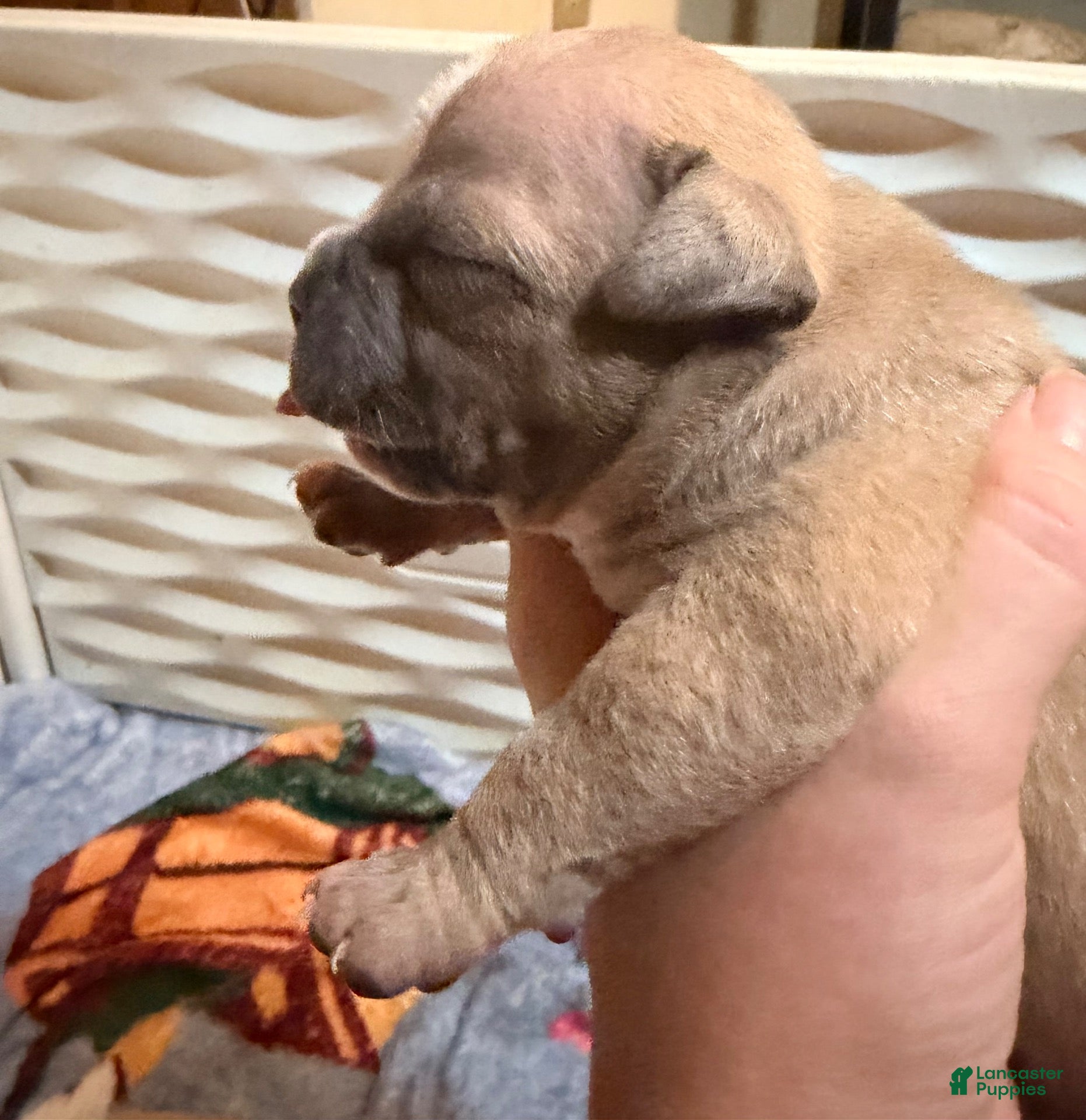 American Bully dogs for sale: Fawn female 2 - Ad 3