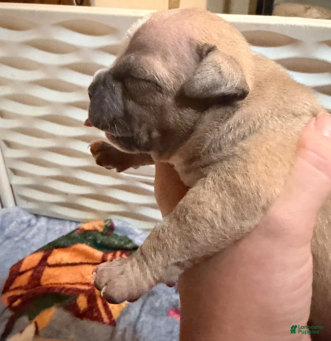 American Bully dogs for sale: Fawn female 2 - Ad 1
