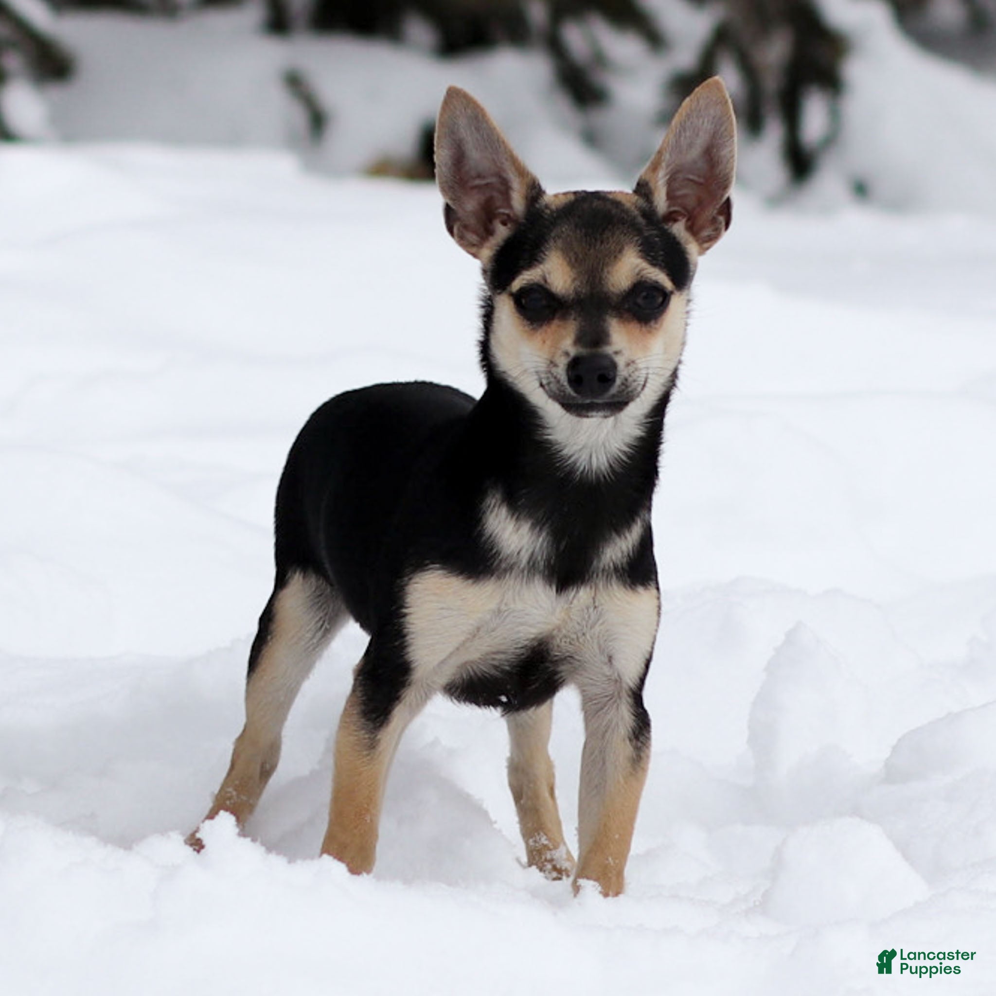 Chihuahua dogs Phoenix - Ad 1