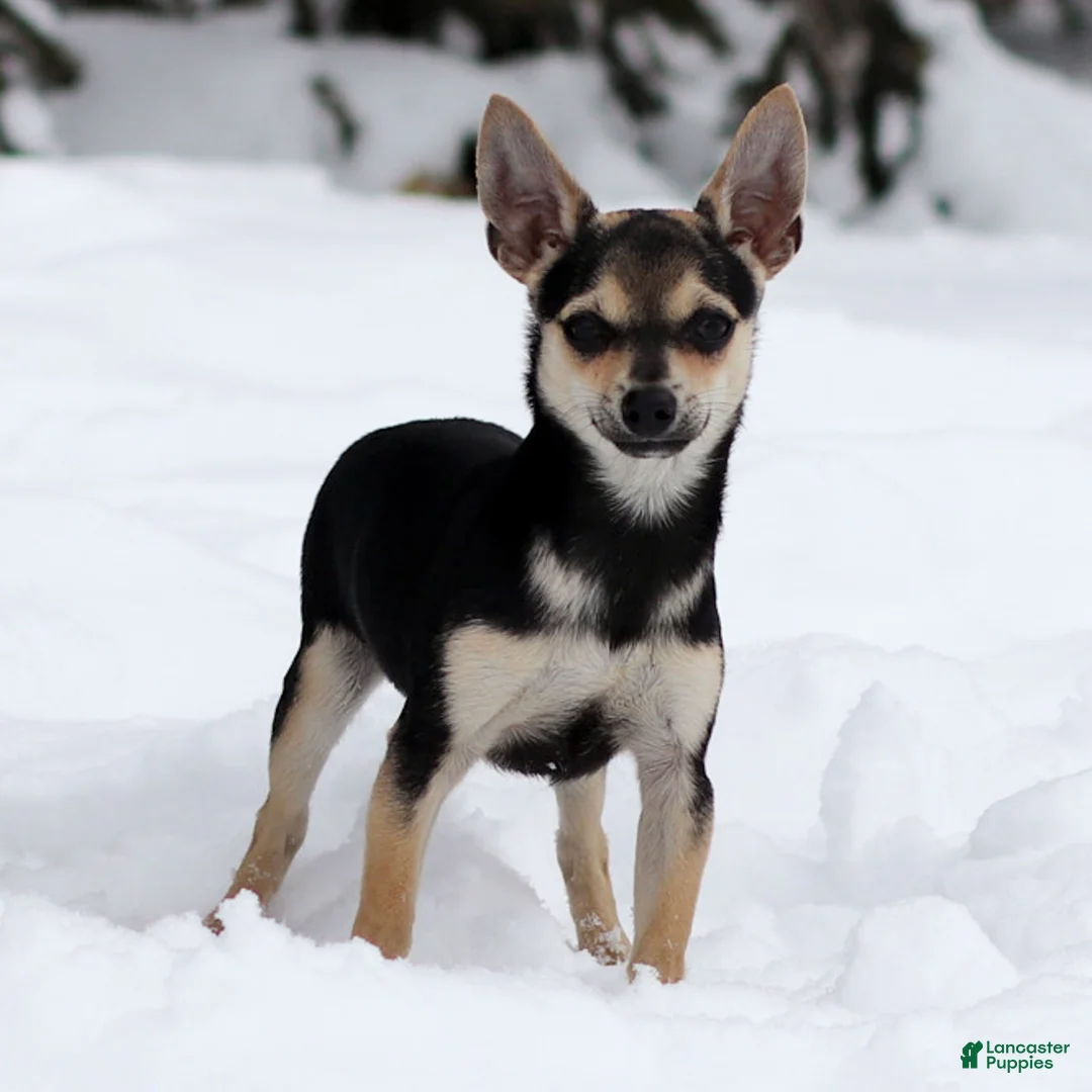 Chihuahua dogs for sale: Phoenix - Ad 1