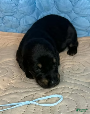 Mixed Breed dogs Snookie - Ad 17