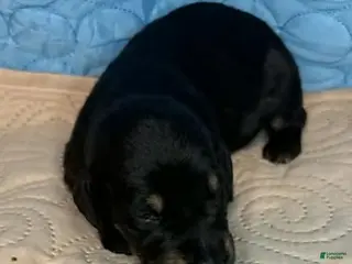 Mixed Breed dogs Snookie - Ad 17