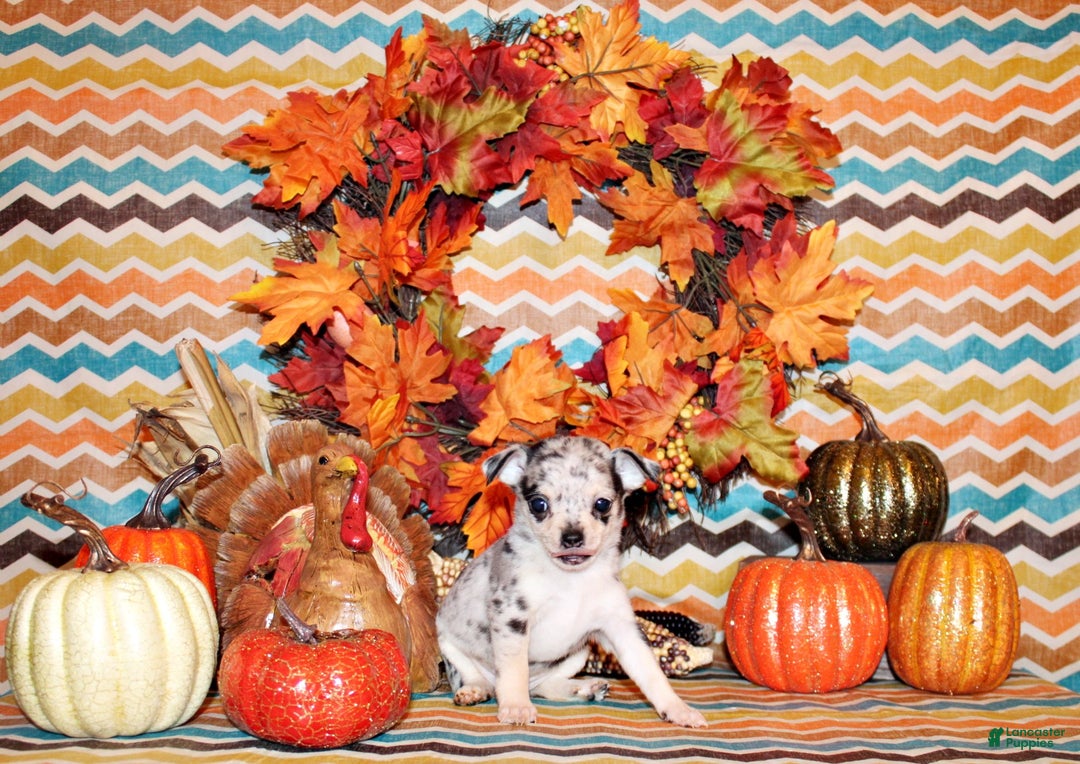 Chihuahua dogs for sale: Rainbow - Ad 2