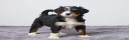 Bernedoodle dogs for sale: Kara - Ad 3