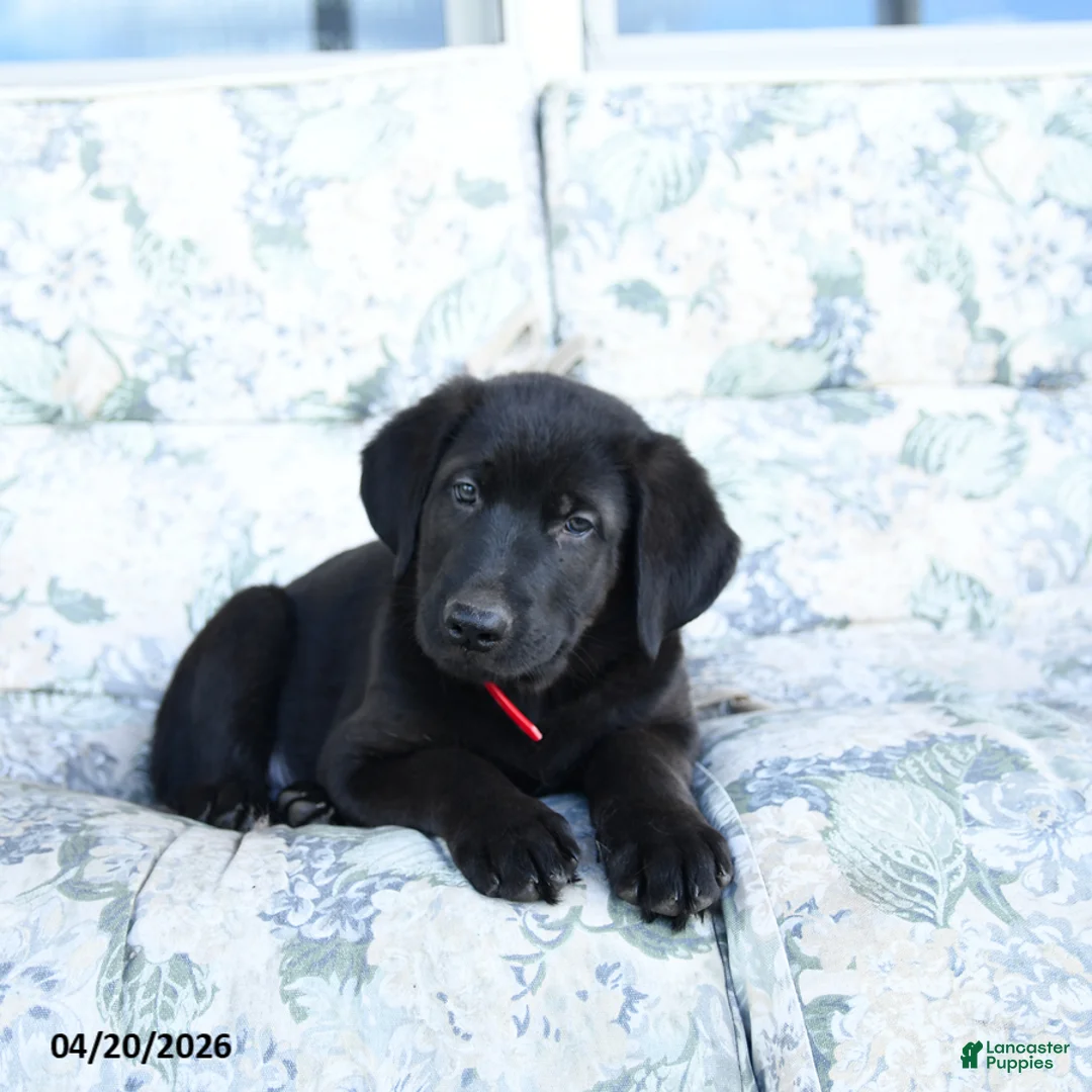 Mixed Breed dogs for sale: Luigi - Ad 3