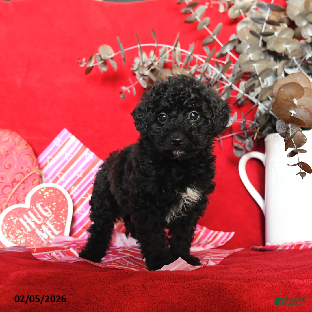 Yorkiepoo dogs for sale: Cuddles - Ad 4