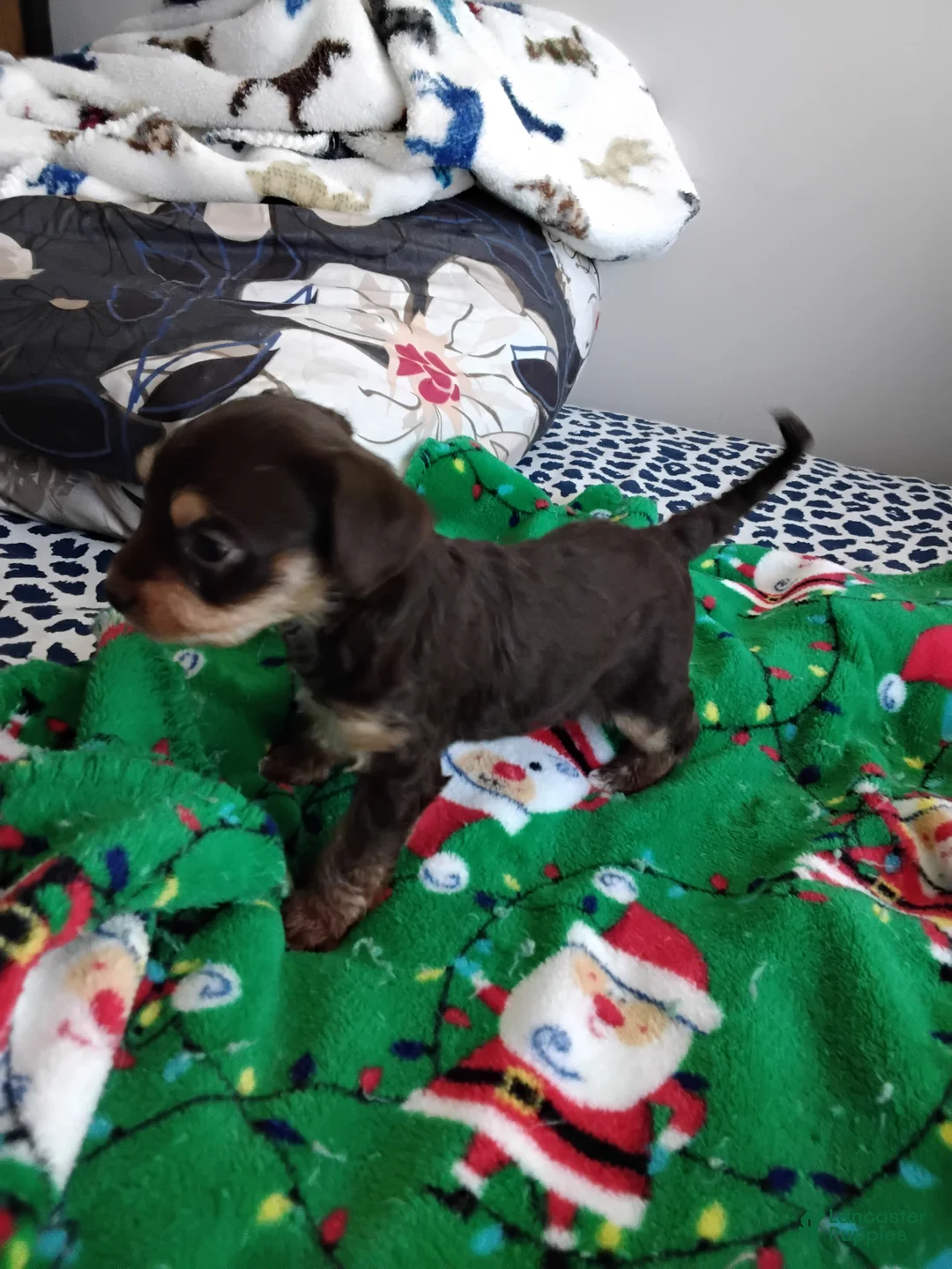 Mixed Breed dogs for sale: Bebe - Ad 1