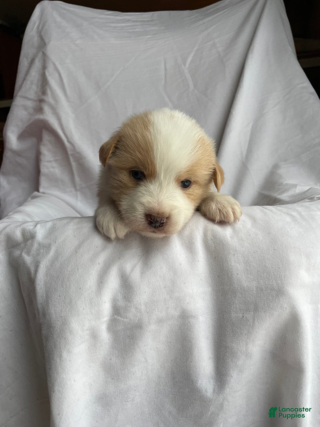 Australian Shepherd dogs for sale: Chance - Ad 21