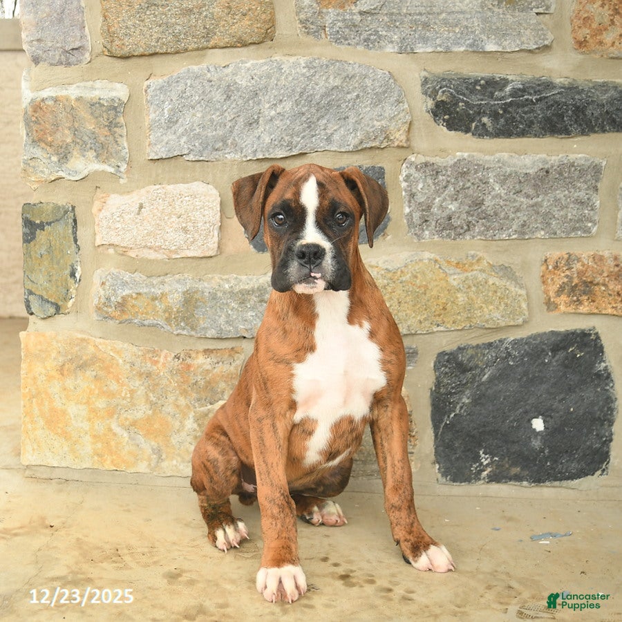 Boxer dogs Hunter  - Ad 14