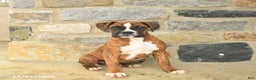Boxer dogs for sale: Hunter  - Ad 1